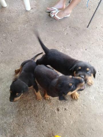 Filhote de Rottweiler - Foto 2