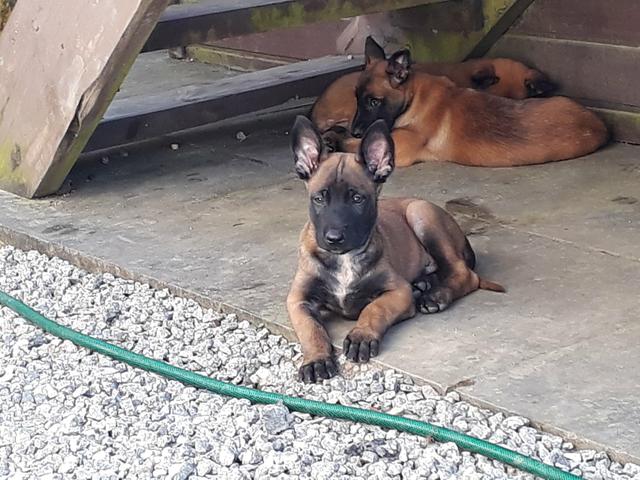 Pastor Belga Malinois - Foto 3