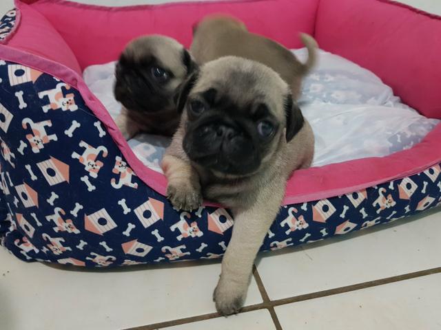 Filhotes de Pug Pais com Pedigree