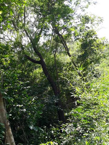 Vendo terreno de 7 alqueiro de terra viagem - Foto 5