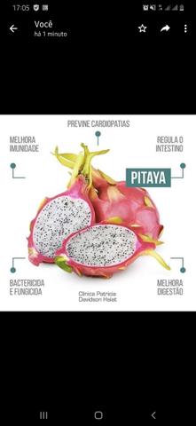 Ainda temos pitayas para vende - Foto 3