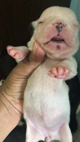 Cachorros Bulldog francês
