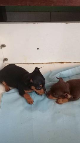 Venda pinscher