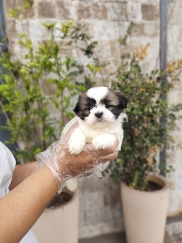 Shih Tzu - maravilhosos babys em loja!!!!!