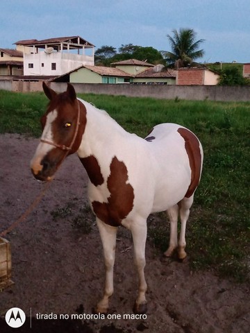 Cavalo Paint Horse