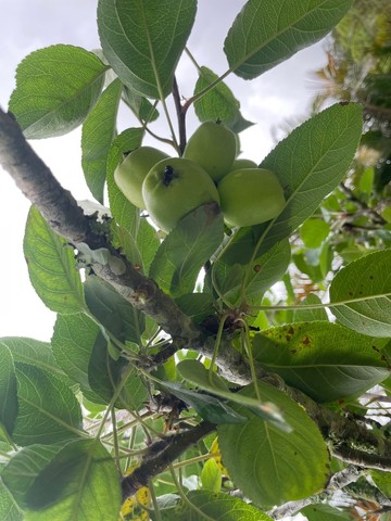 Sítio em Santa Teresa com casa de 4 quartos - 31.000M2. - excelente localização - Foto 6