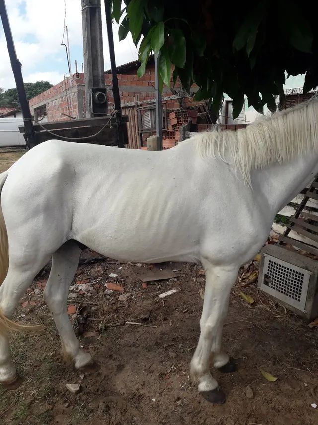 Cavalo bom de sela