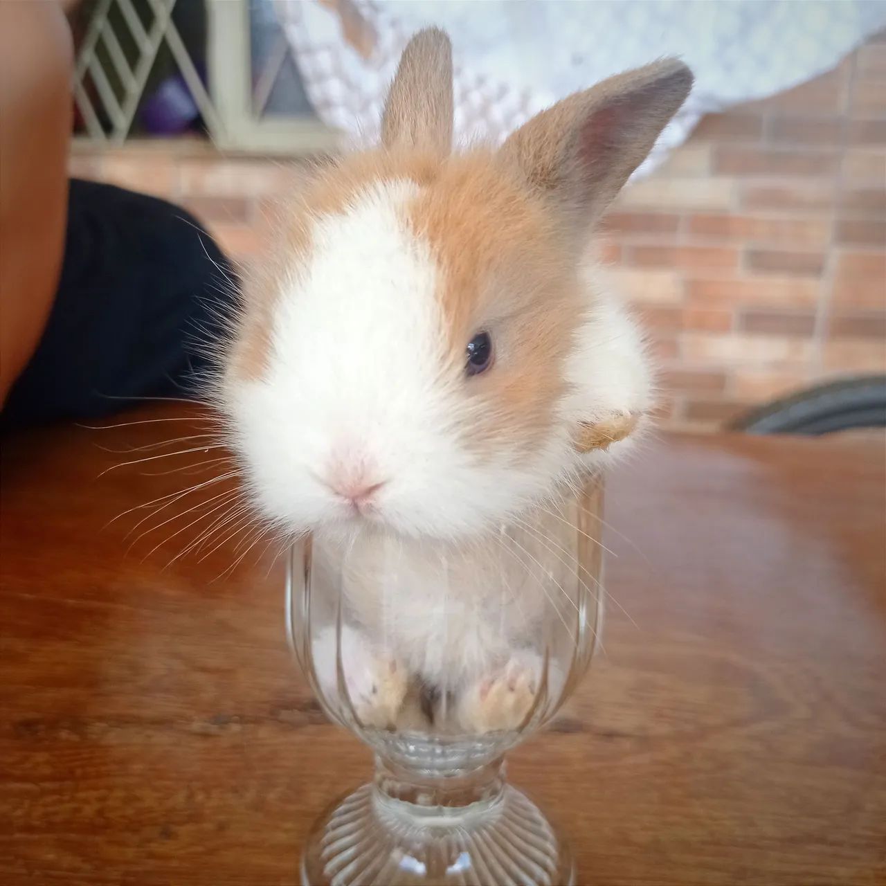 Coelho mini filhote - Foto 4