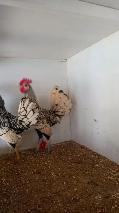 Galinhas Sebright Prata e Dourado - Foto 2