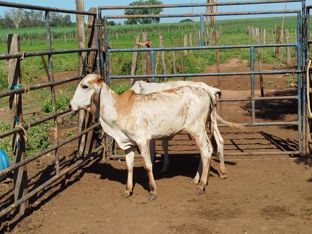 Bezerras  - Foto 4