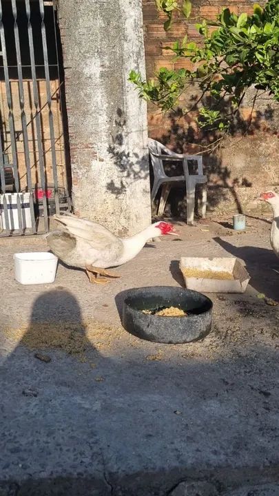 Patos ( Casal 150R$ )