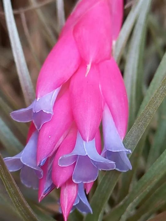 Brómelias Lindas para seu Jardim