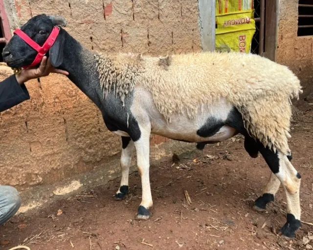Carneiros e Borregos - Foto 3