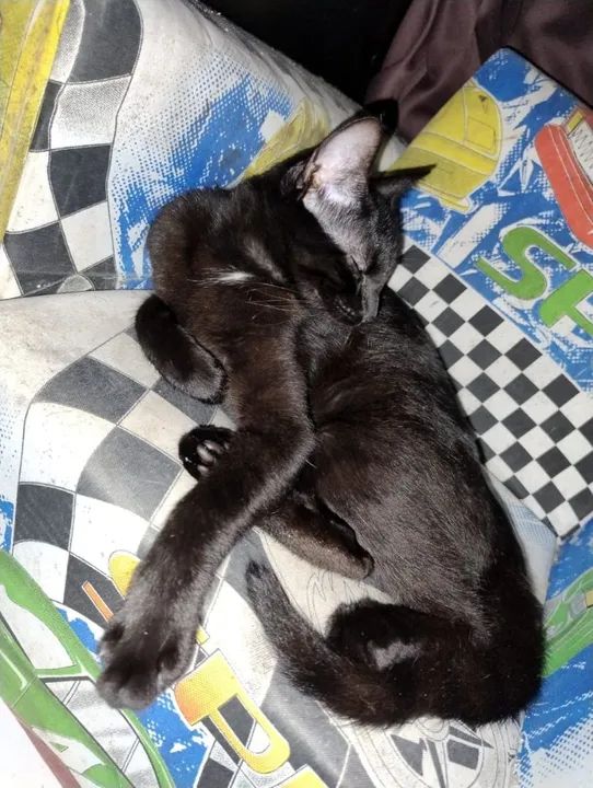 Gatas castradas em torno de 7 meses  - Foto 5