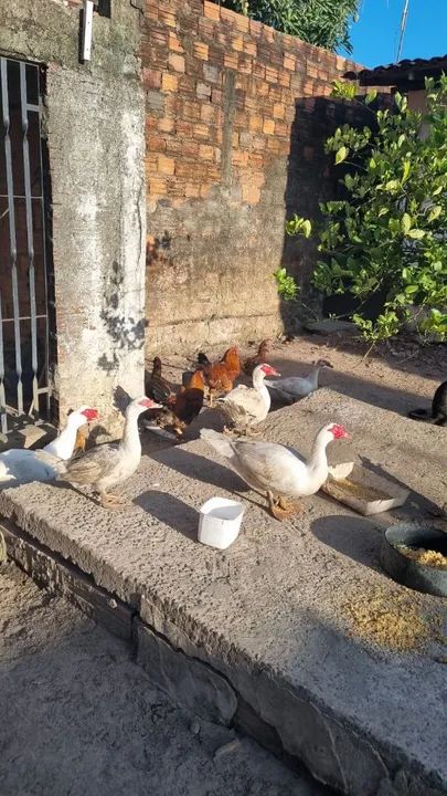 Patos ( Casal 150R$ ) - Foto 5