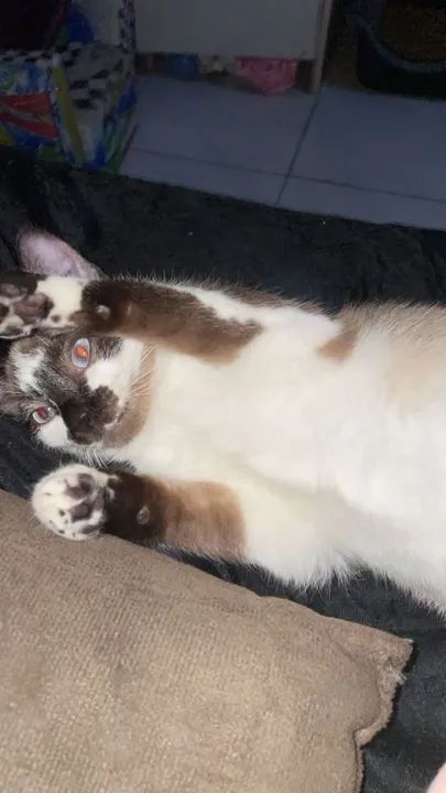 Gatas castradas em torno de 7 meses  - Foto 6