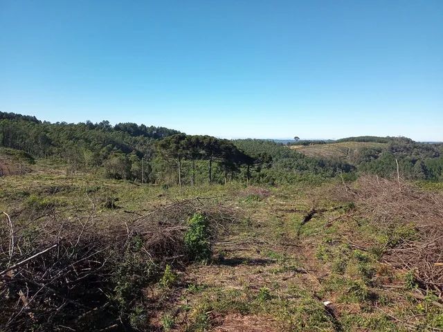 Sítio 3.2 hectares em Gramado - Foto 5