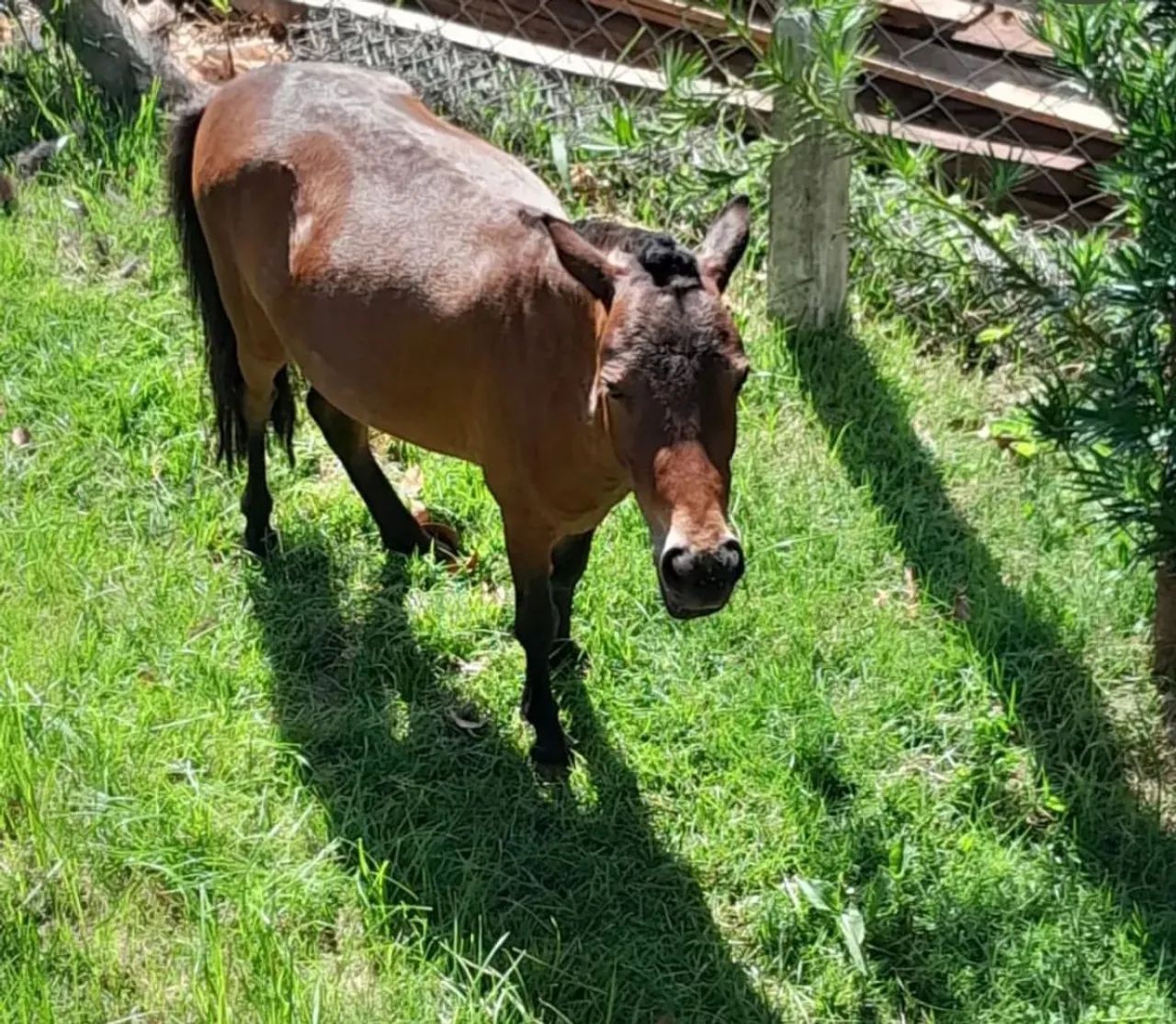 Mini horse potra