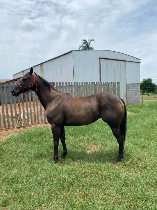 Égua QM PÔ de três tambores - Foto 2