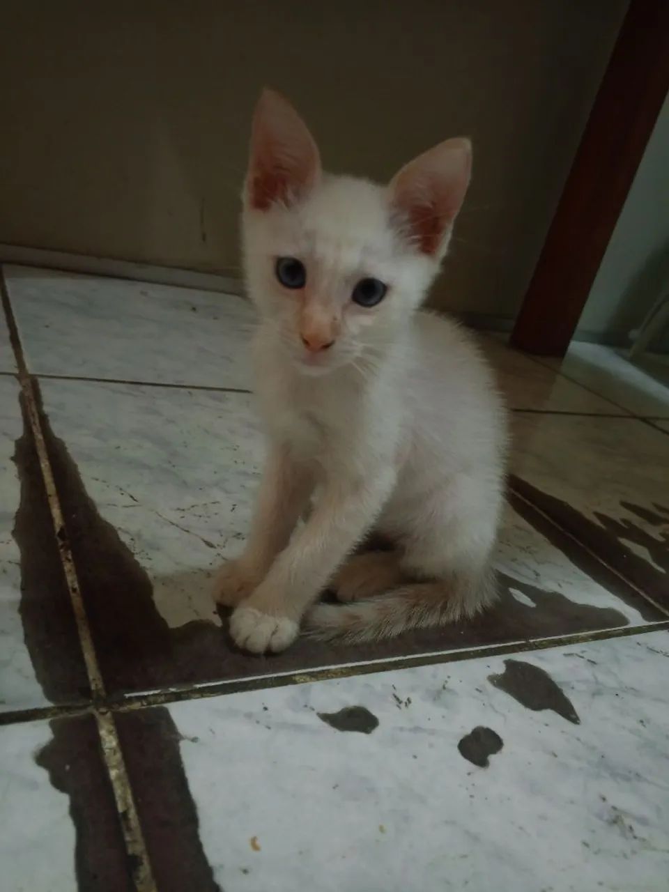 Gatinho branco lindo e dócil para adoção - Foto 2