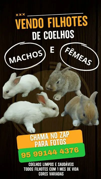 Filhotes de Coelho 