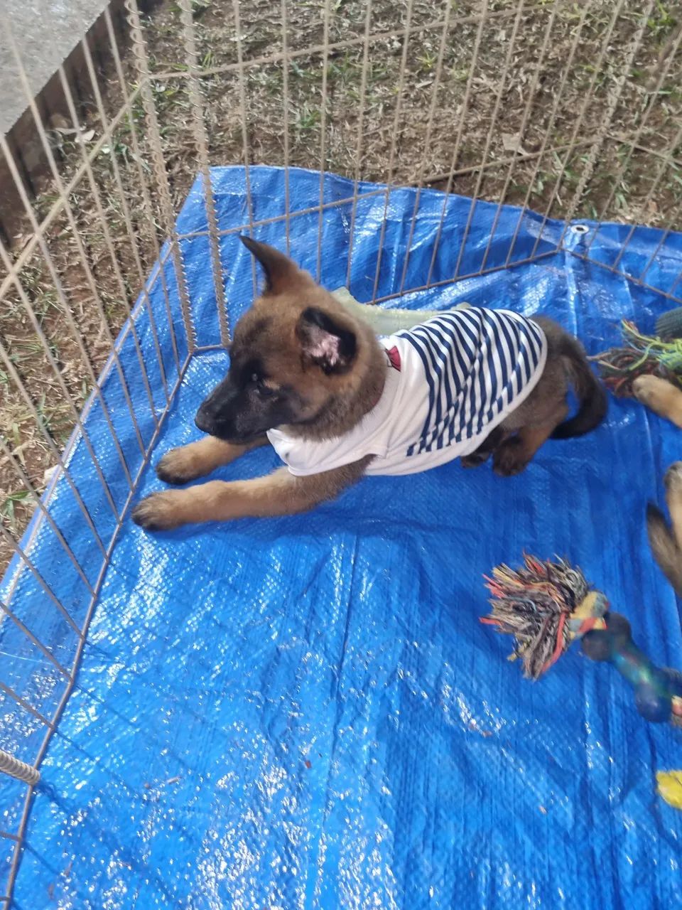 Pastor Belga Malinois  - Foto 4