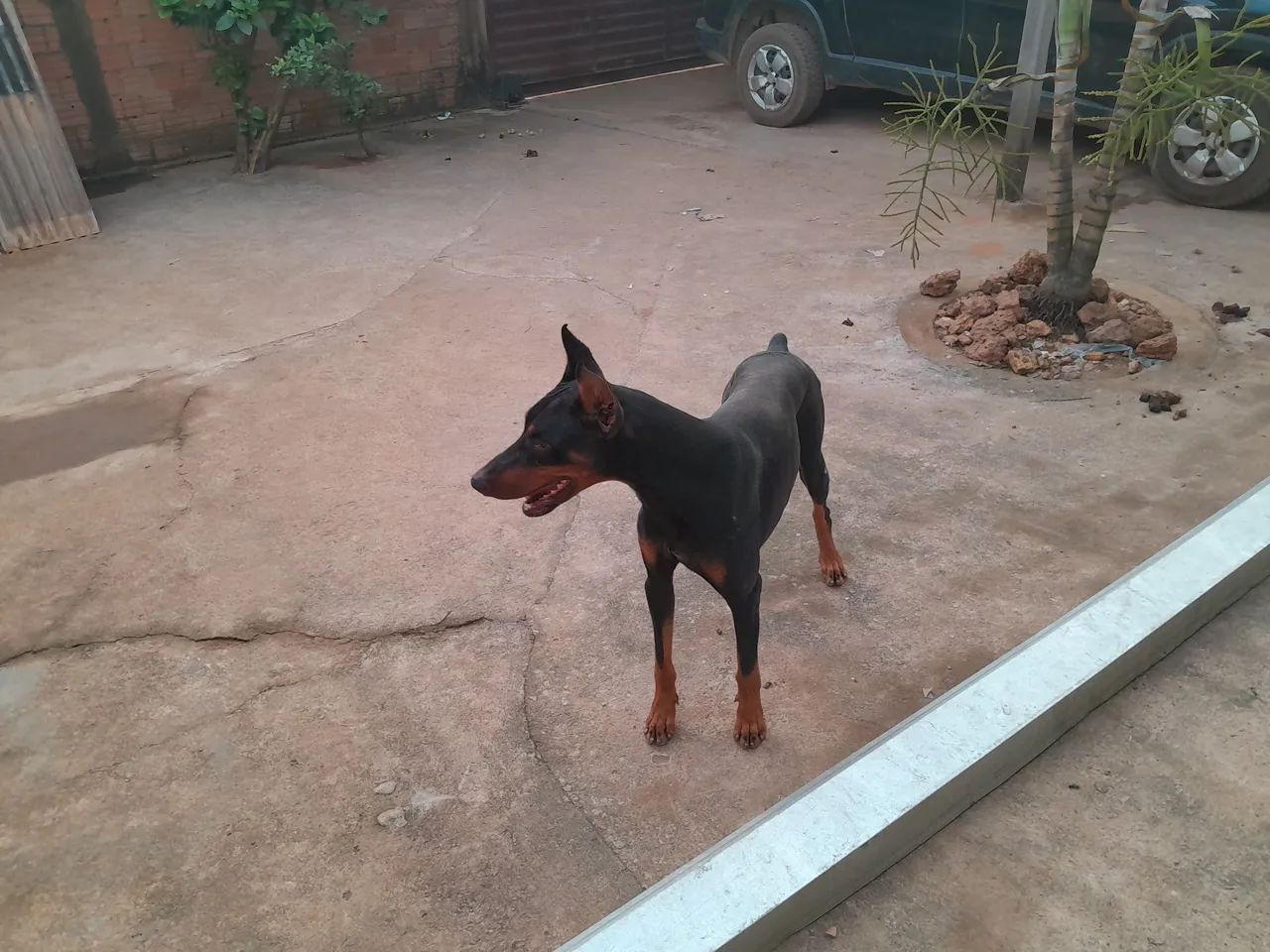Doberman - Cão de Guarda puro disponível pra cruzar 400