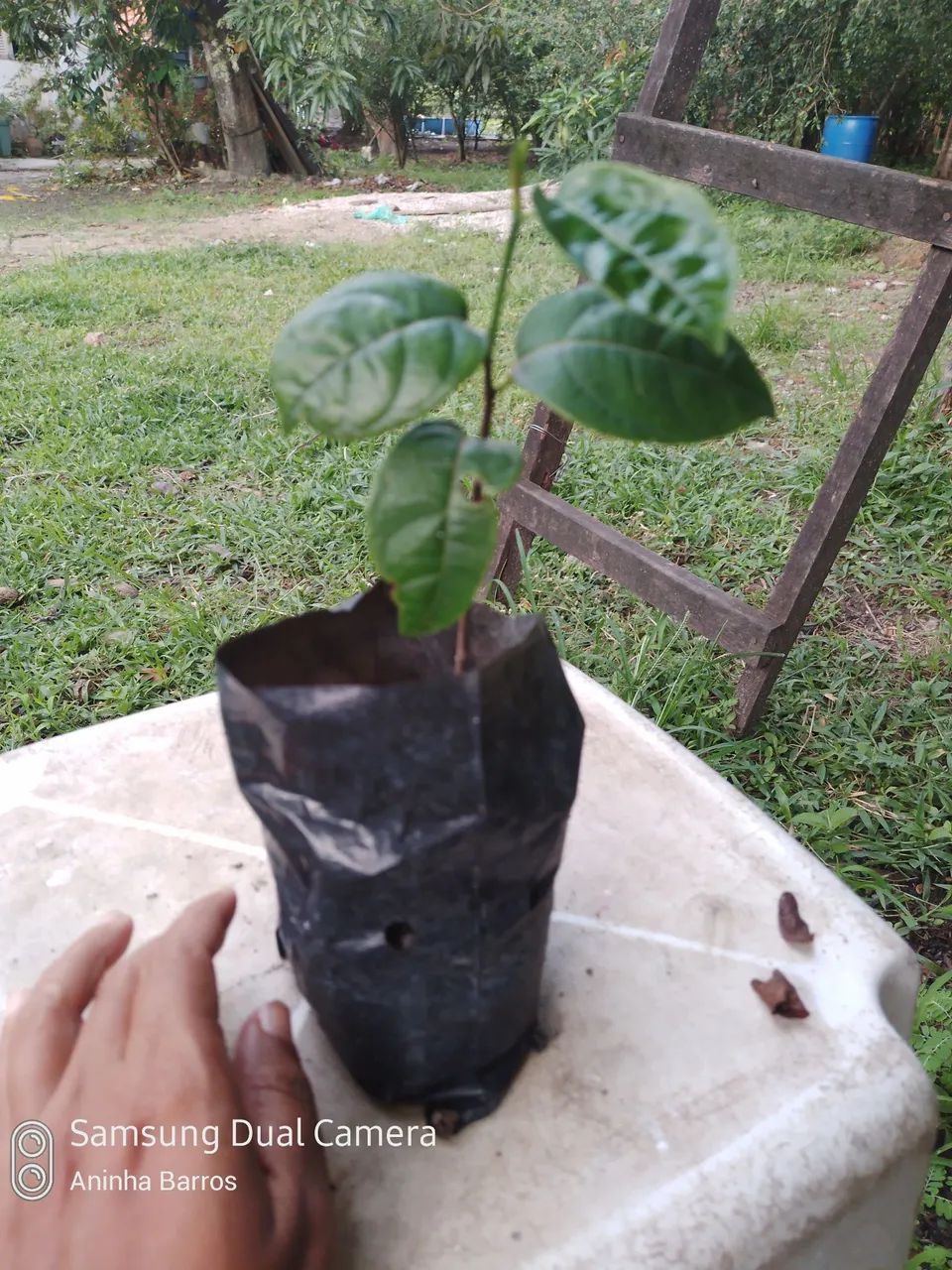 Muda de Jaca mole não exertada