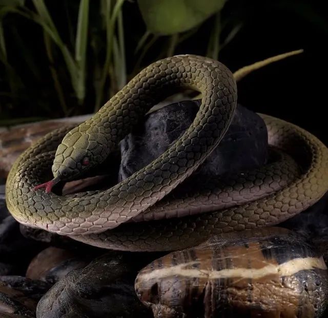 Cobra Serpente Verde Longa De Borracha Natural World - Foto 5