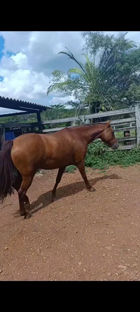 Vendo cavalo alazão cavalo muito grosso grande 2.700