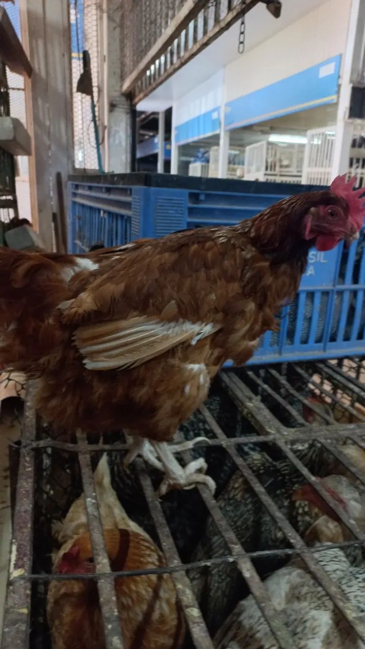 Galinhas rodia  - Foto 3