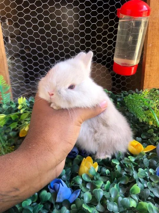 O menor coelho do mundo da raça netherland dwarf - macho  - Foto 3