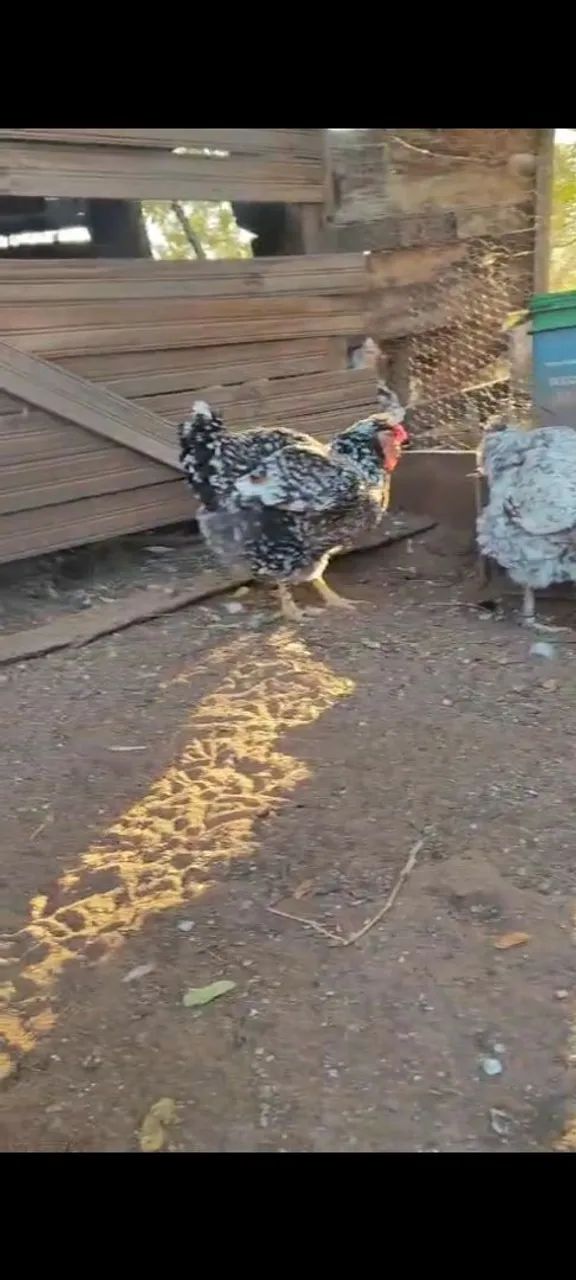 Galinha balão sertaneja 