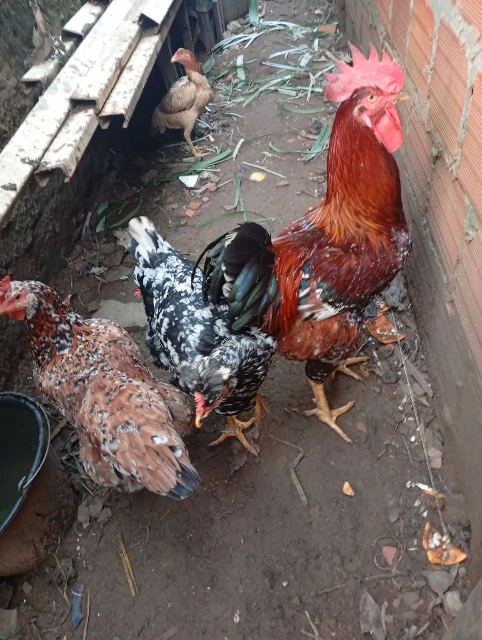 Galinhas e Galo  - Foto 5