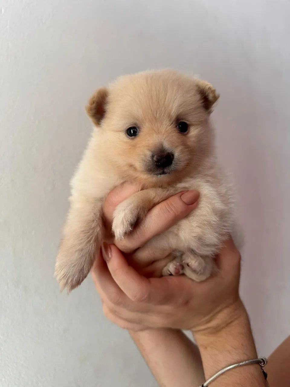 Filhote de Spitz Alemão Anã (Lulu da Pomerânia)