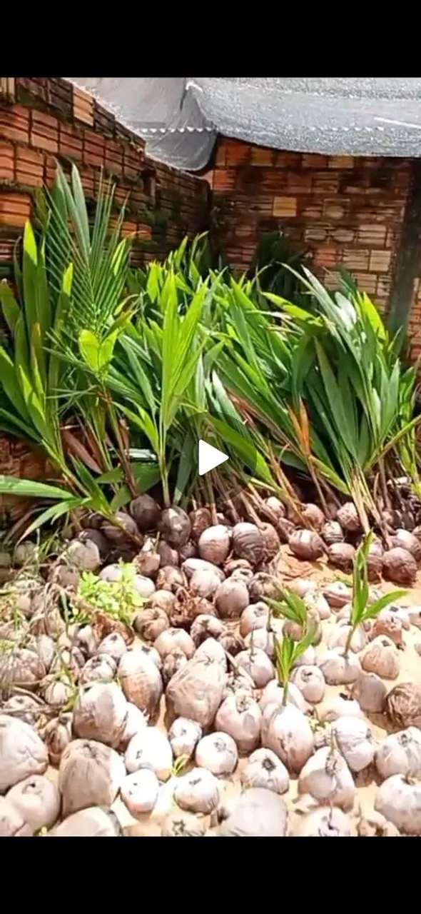 Os lindos pés coco anao acabaram de chegar e diversas frutas a partir de 15 reais