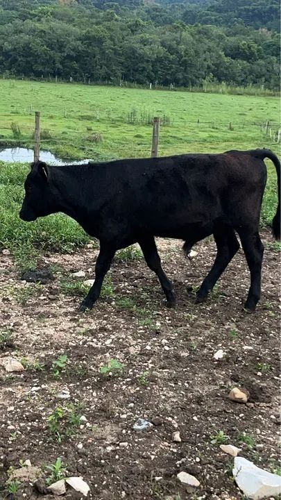 Bezerra Angus/Canchin e Bezerro Angus/holandes - Foto 3