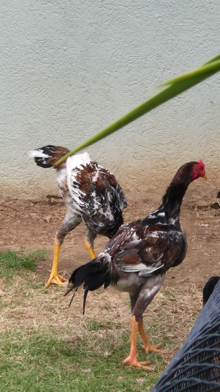 Galos Ornamentais