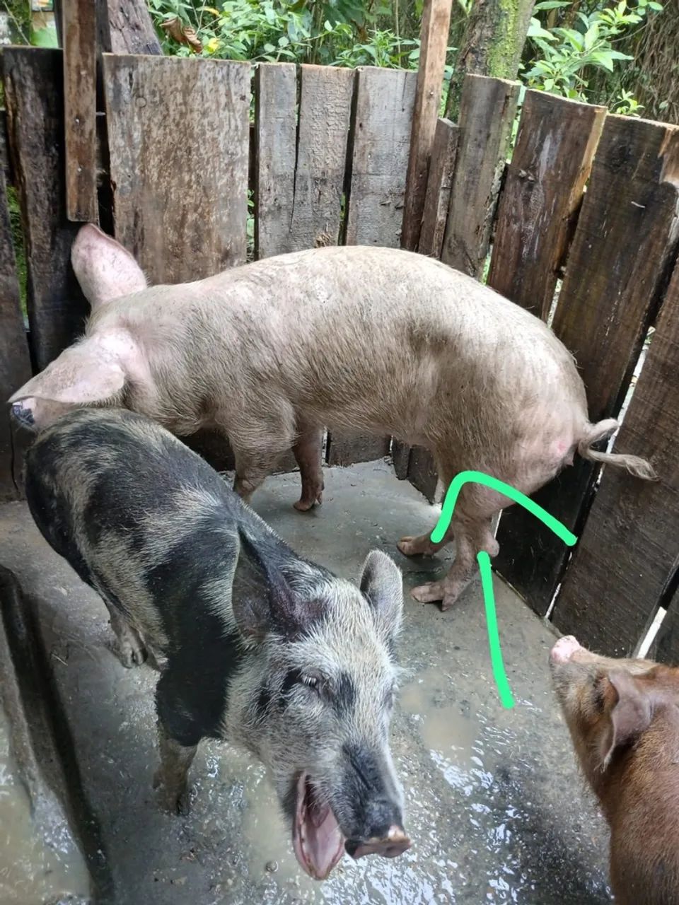 Carne de porco fresca para venda R$10kg - Foto 4