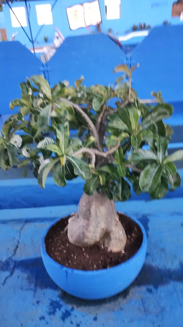 Planta , Rosas do deserto 