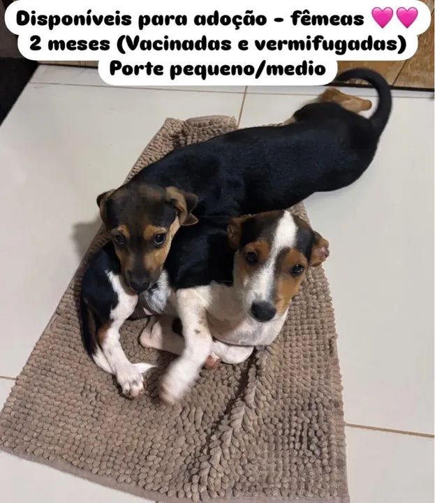 Dois filhotes fêmeas para adoção