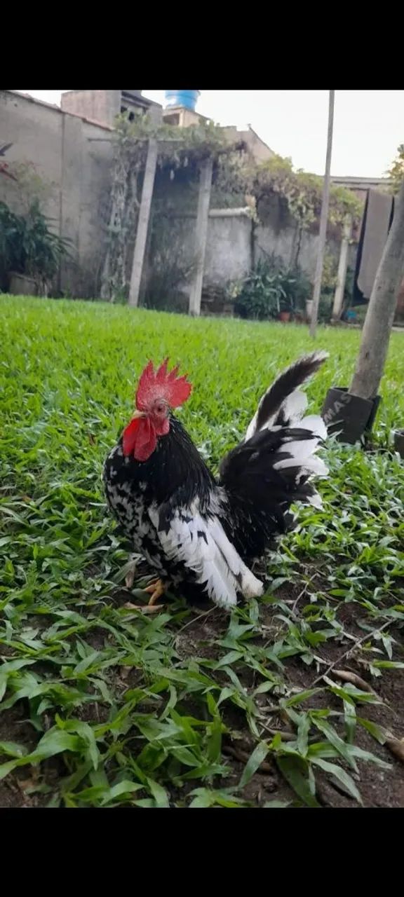 Galo de raça - Miniatura