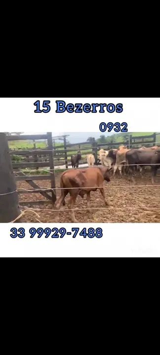 15 Bezerros  - Foto 2