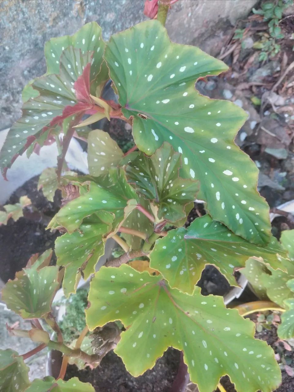 Planta Begônia com Folhas Pintadas