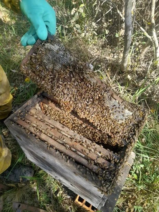 30 Caixas com Abelha. Prontas para Produção - Foto 2