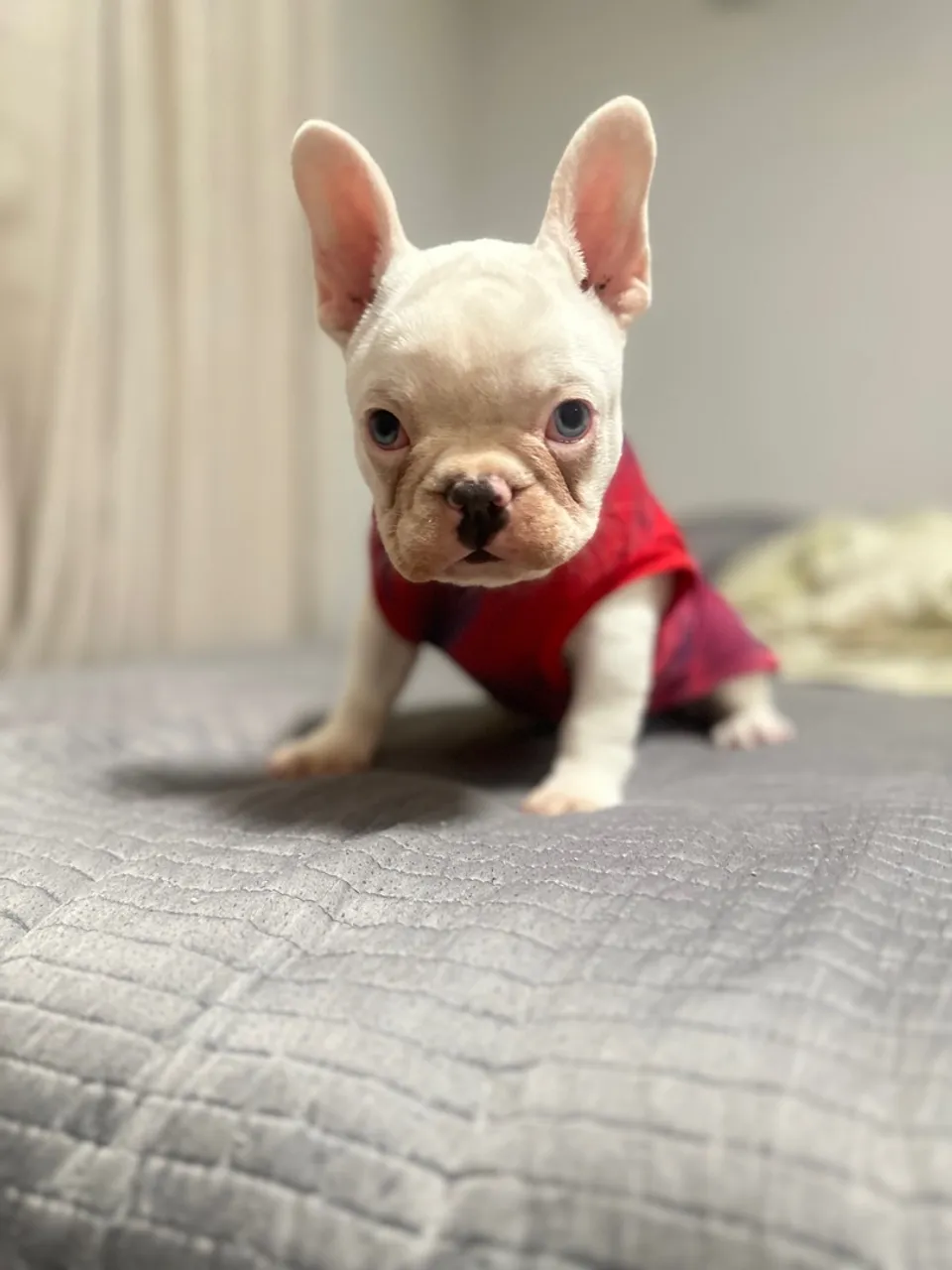 Filhote de Bulldog Francês Disponível