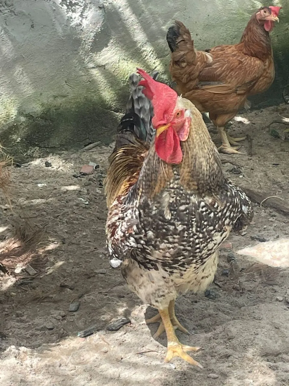 Galo e galinha caipiras