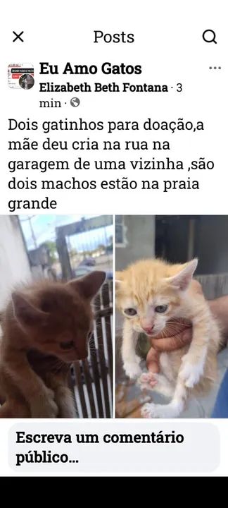Dois gatinhos laranjinhas fofinhos  para adoção. - Foto 3