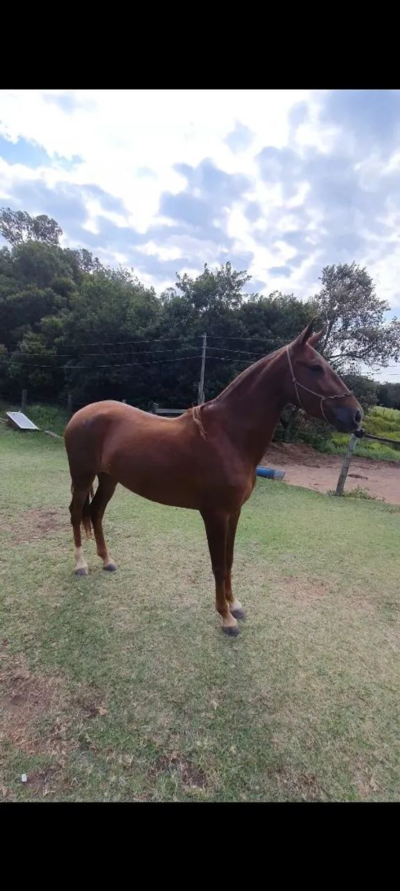 POTRA LUXOOOOO  - Foto 4