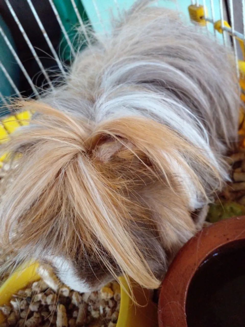 Porquinho da India, a partir de - Foto 4